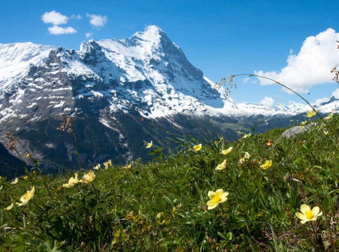 051_Eiger Selfness Grindewald - Schoene Aussichten Touristik -Bergbild Sommer